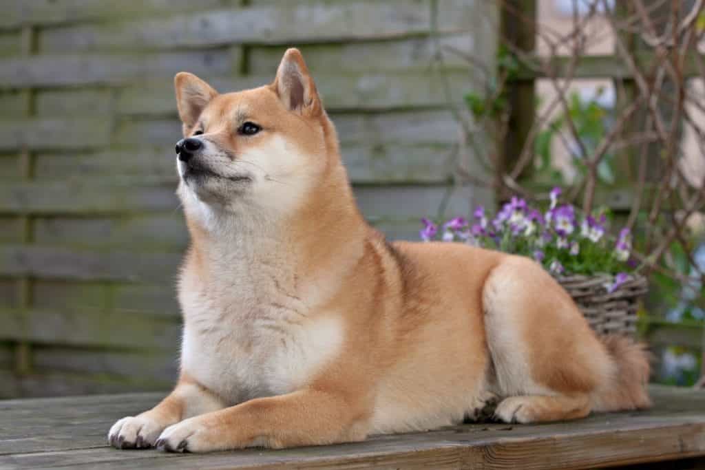 Chú chó Shiba lông vàng đang nằm ngước lên nhìn bầu trởi